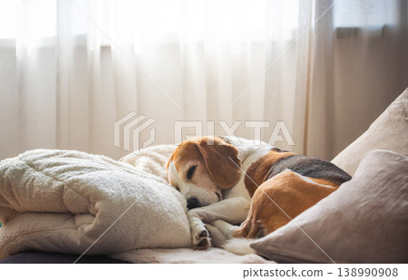 Cute Beagle dog sleeping on sofa 138990908