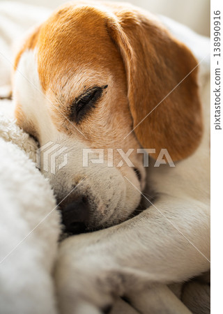 Cute Beagle dog sleeping on sofa 138990916