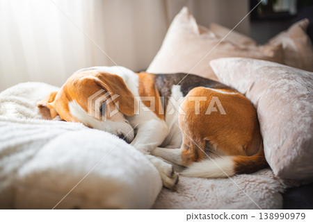 Cute Beagle dog sleeping on sofa 138990979