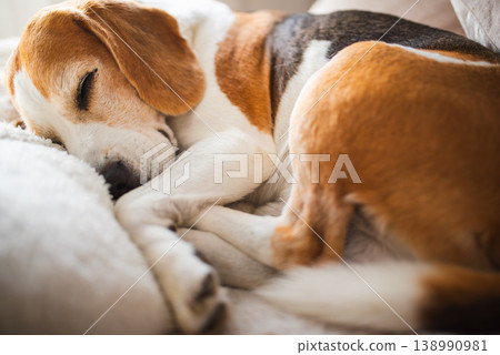Cute Beagle dog sleeping on sofa 138990981