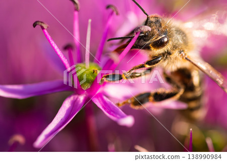 A Beautiful Bee Engaged in Pollinating a Delicate Pink Flower Amidst Natures Unique Splendor A Beautiful Bee Engaged in Pollinating a Delicate Pink Flower Amidst Natures Unique Splendor 138990984