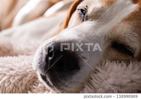 Close Up of a Beagle Dog Sleeping on a White Shaggy Blanket Close Up of a Beagle Dog Sleeping on a White Shaggy Blanket 138990989