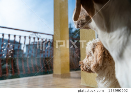 Beagle and Maltipoo Dogs Looking Out of a Glass Door at the Patio Beagle and Maltipoo Dogs Looking Out of a Glass Door at the Patio 138990992