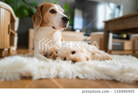Beagle and Maltipoo Dogs Resting Together on a White Faux Fur Rug Beagle and Maltipoo Dogs Resting Together on a White Faux Fur Rug 138990995
