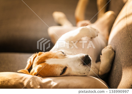 Beagle Dog Resting on its Back on a Sofa During Golden Hour Beagle Dog Resting on its Back on a Sofa During Golden Hour 138990997
