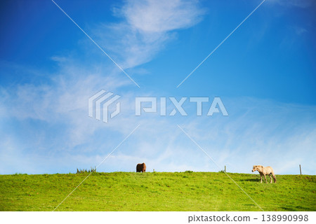 Blue sky, field and horses with nature, summer and environment with ecology, sustainable and peace. Countryside, animals and journey with adventure, grass and outdoor with stallion, freedom or spring Blue sky, field and horses with nature, summer and environment with ecology, sustainable and peace. Countryside, animals and journey with adventure, grass and outdoor with stallion, freedom or spring 138990998