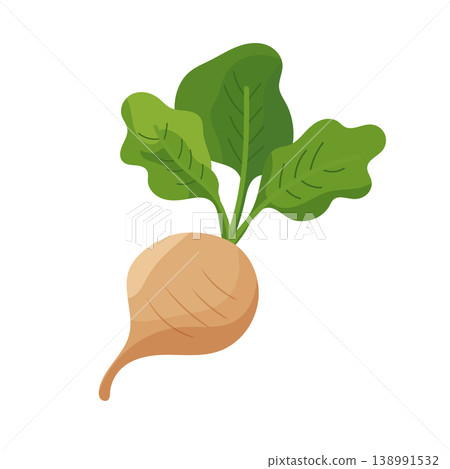 Sugar beet root with green leaves isolated on white background, agricultural crop for sugar production, organic farming concept, modern flat vector illustration Sugar beet root with green leaves isolated on white background, agricultural crop for sugar production, organic farming concept, modern flat vector illustration 138991532