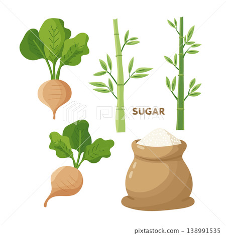 Sugar set with sugar beet roots, sugarcane stems and sugar bag, agricultural process concept, modern flat vector illustration isolated on white background. 138991535