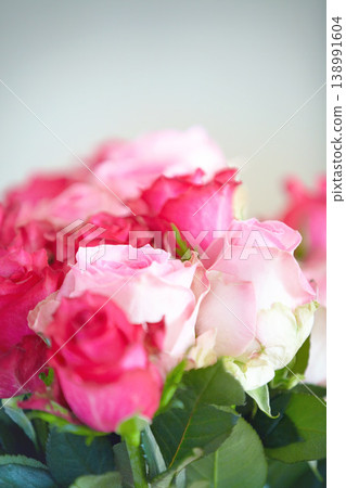 Pink roses, bouquet and closeup with leaves for present, decoration or floral arrangement for nature. Flowers, plant and gift for valentines day, birthday or prize giveaway for award, reward or party 138991604