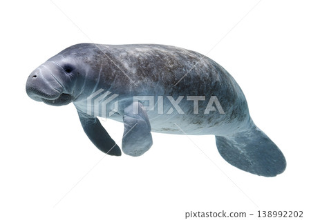 A manatee swims gracefully through clear water isolated on a white background 138992202