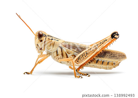 A detailed studio shot of a light brown grasshopper on a clean white background 138992493