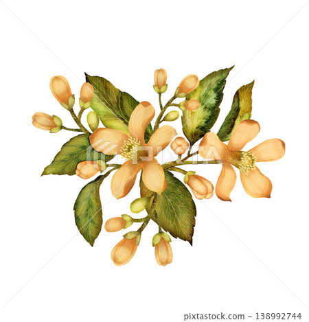 Bouquet of branch with leaves and flowers. Hand-drawn watercolor composition. Isolated on white background Bouquet of branch with leaves and flowers. Hand-drawn watercolor composition. Isolated on white background 138992744