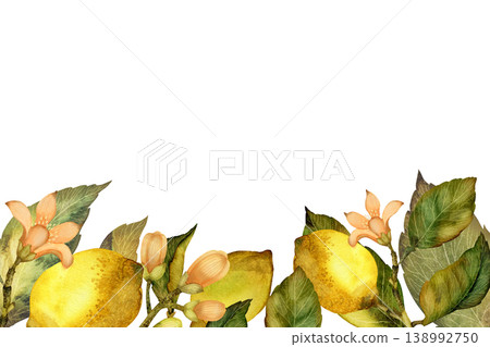 Lemons with leaves and flowers. Botanical watercolor illustration isolated on a white background. Lemons with leaves and flowers. Botanical watercolor illustration isolated on a white background. 138992750