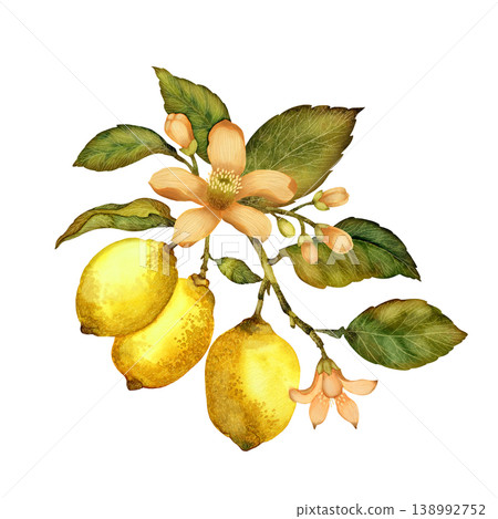 A branch with lemons, leaves, and flowers. Hand-drawn watercolor composition. Isolated on white background A branch with lemons, leaves, and flowers. Hand-drawn watercolor composition. Isolated on white background 138992752