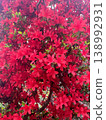 紅杜鵑花 138992931