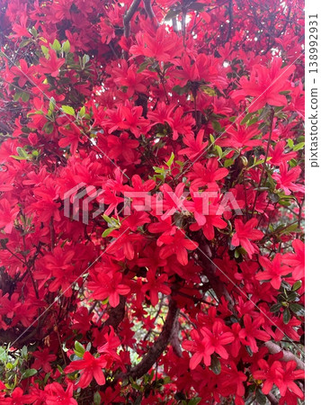 紅杜鵑花 紅杜鵑花 138992931