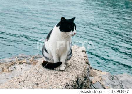 Cute white and black cat sitting on a stone by the sea near Budva, Montenegro. Cute white and black cat sitting on a stone by the sea near Budva, Montenegro. 138993987