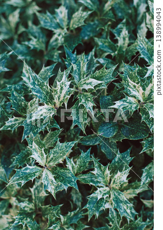Fresh green Holly leaves (Ilex aquifolium (meserveae) in a summer garden. Fresh green Holly leaves (Ilex aquifolium (meserveae) in a summer garden. 138994043