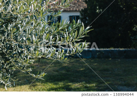 Fresh branches of olive tree in a garden. Selective focus. Fresh branches of olive tree in a garden. Selective focus. 138994044