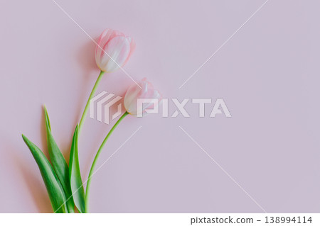 Two pink pastel tulip flowers on a pink background. Two pink pastel tulip flowers on a pink background. 138994114