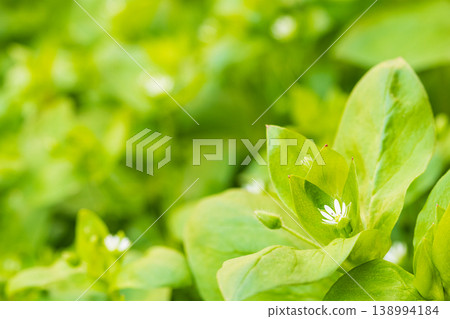 A beautiful photograph of green wild grass with leaves and small white flowers. A close-up side view from a low angle with empty space for adding elements against blurred background. A grainy effect. 138994184