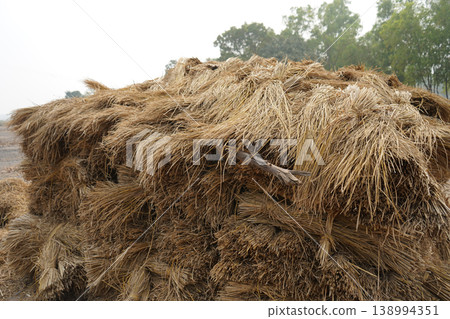 Large stack of dried golden rice straw bundles for animal fodder in farm 138994351