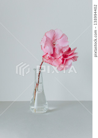 Tender pink oleander flower in a glass vase on a grey background. Tender pink oleander flower in a glass vase on a grey background. 138994402