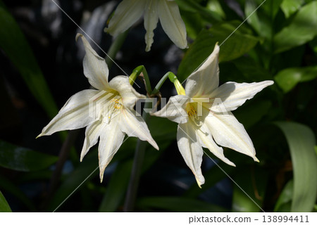 Hippeastrum Evensiae 138994411
