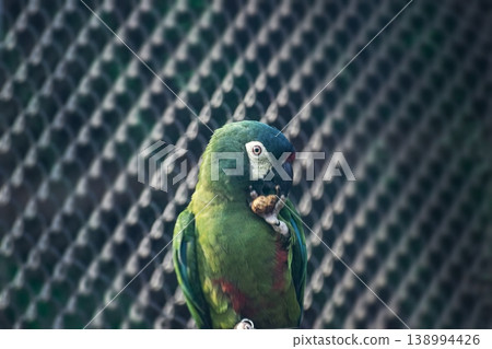 Variety of vividly vibrant colorful parrot Macaw sitting in dark background. 138994426