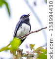 A male Blue-and-white Flycatcher in courtship 138994430