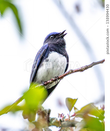 A male Blue-and-white Flycatcher in courtship A male Blue-and-white Flycatcher in courtship 138994430