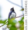 A male Blue-and-white Flycatcher in courtship 138994431