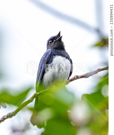 A male Blue-and-white Flycatcher in courtship A male Blue-and-white Flycatcher in courtship 138994431