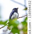 A male Blue-and-white Flycatcher in courtship 138994432