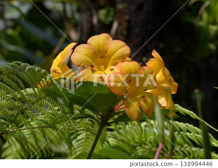 Rodlendron Laetum Rodlendron Laetum 138994446