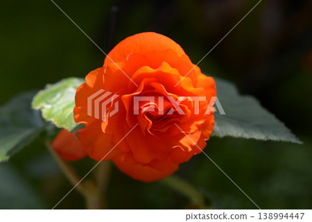 Begonia 138994447