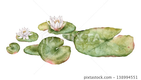 Watercolor bouquet of bud Water white Lily with green leaves. Hand drawn illustration Nuphar of lakewhite waterlily or lotus on isolated background. Beautiful composition chinese water lily Watercolor bouquet of bud Water white Lily with green leaves. Hand drawn illustration Nuphar of lakewhite waterlily or lotus on isolated background. Beautiful composition chinese water lily 138994551