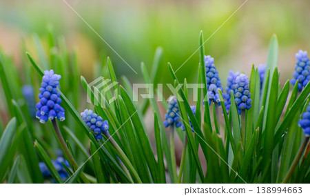 Beautiful card with muscari flower, hyacinth family. Spring floral creative toned background. Beautiful card with muscari flower, hyacinth family. Spring floral creative toned background. 138994663