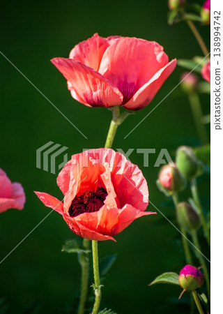 Red spring poppy 138994742