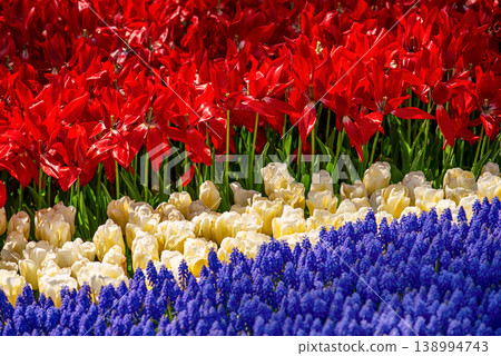 Colorful Tulips At Emirgan Park, Istanbul Colorful Tulips At Emirgan Park, Istanbul 138994743