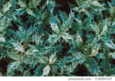 Fresh green Holly leaves (Ilex aquifolium (meserveae) in a summer garden. Fresh green Holly leaves (Ilex aquifolium (meserveae) in a summer garden. 138994767
