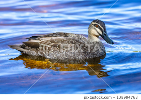 An Australian Black Duck paddling in a blue tinted freshwater lake An Australian Black Duck paddling in a blue tinted freshwater lake 138994768