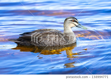 An Australian Black Duck paddling in a blue tinted freshwater lake An Australian Black Duck paddling in a blue tinted freshwater lake 138994771