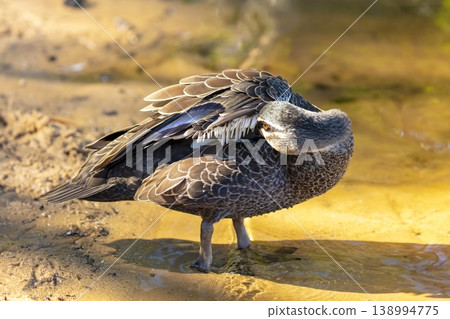 An Australian Black Duck cleaning their feathers near an orange tinted lake An Australian Black Duck cleaning their feathers near an orange tinted lake 138994775