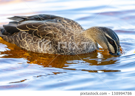 An Australian Black Duck searching for food in a freshwater lake An Australian Black Duck searching for food in a freshwater lake 138994786