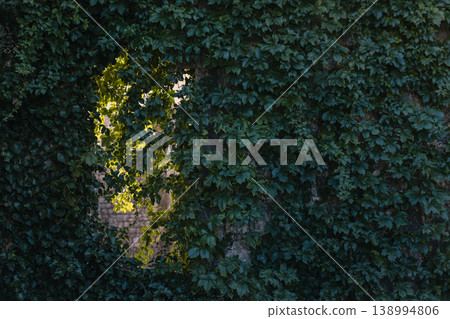 Old stone wall entwined with wild grapes Old stone wall entwined with wild grapes 138994806