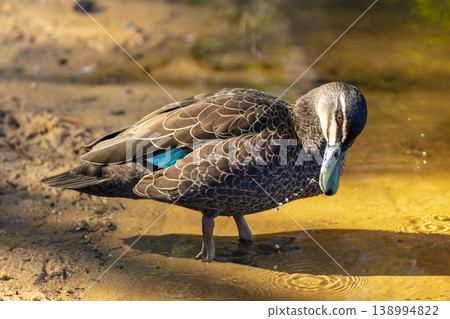 An Australian Black Duck walking on the shoreline of a freshwater lake An Australian Black Duck walking on the shoreline of a freshwater lake 138994822