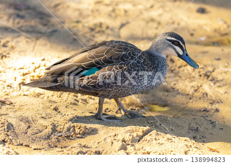 An Australian Black Duck walking on the shoreline of a freshwater lake 138994823