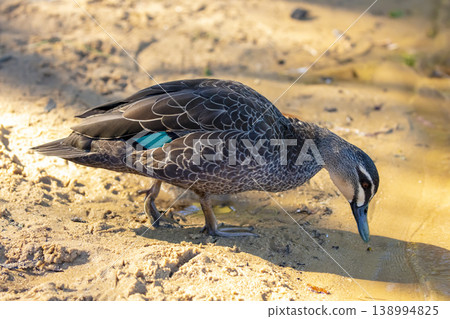 An Australian Black Duck walking on the shoreline of a freshwater lake An Australian Black Duck walking on the shoreline of a freshwater lake 138994825