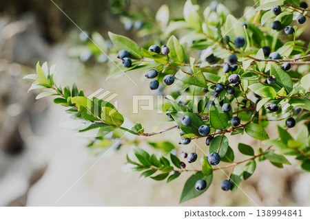 Myrtle branches with dark blue berries. Myrtle branches with dark blue berries. 138994841
